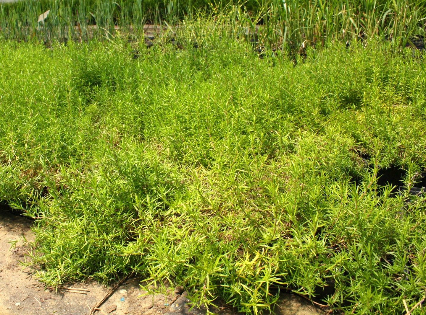 Płomyk Floks szydlasty ROT PINK - 3