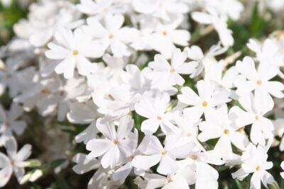 Płomyk Floks szydlasty WHTE DELIGHT