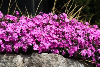 Płomyk Floks szydlasty ATROPURPUREA