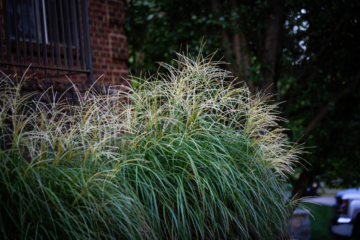 Trawa Miskant chiński YAKUSHIMA