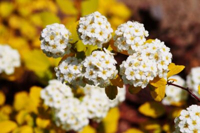 Tawuła GOLD FOUNTAIN