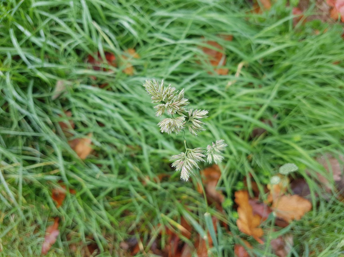 Sesleria skalna - 3