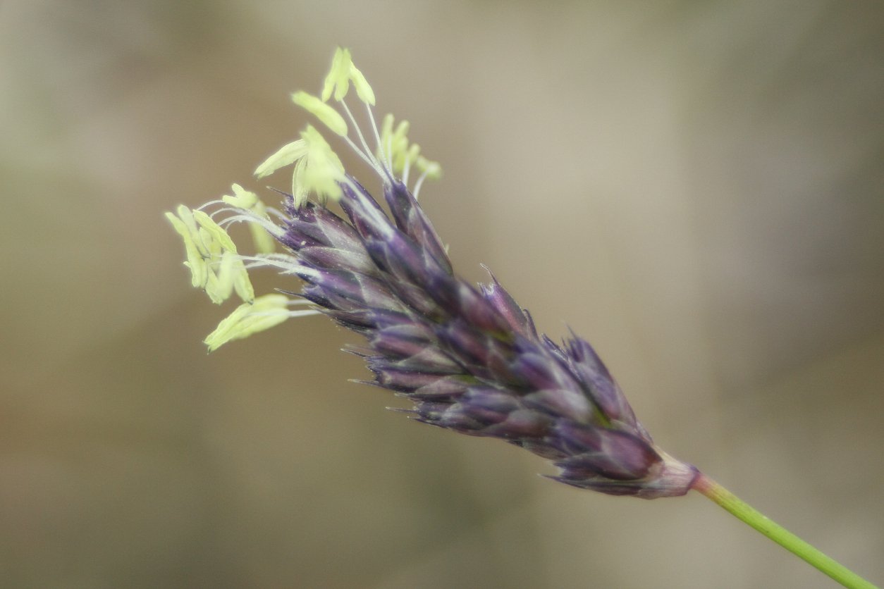 Sesleria skalna - 2