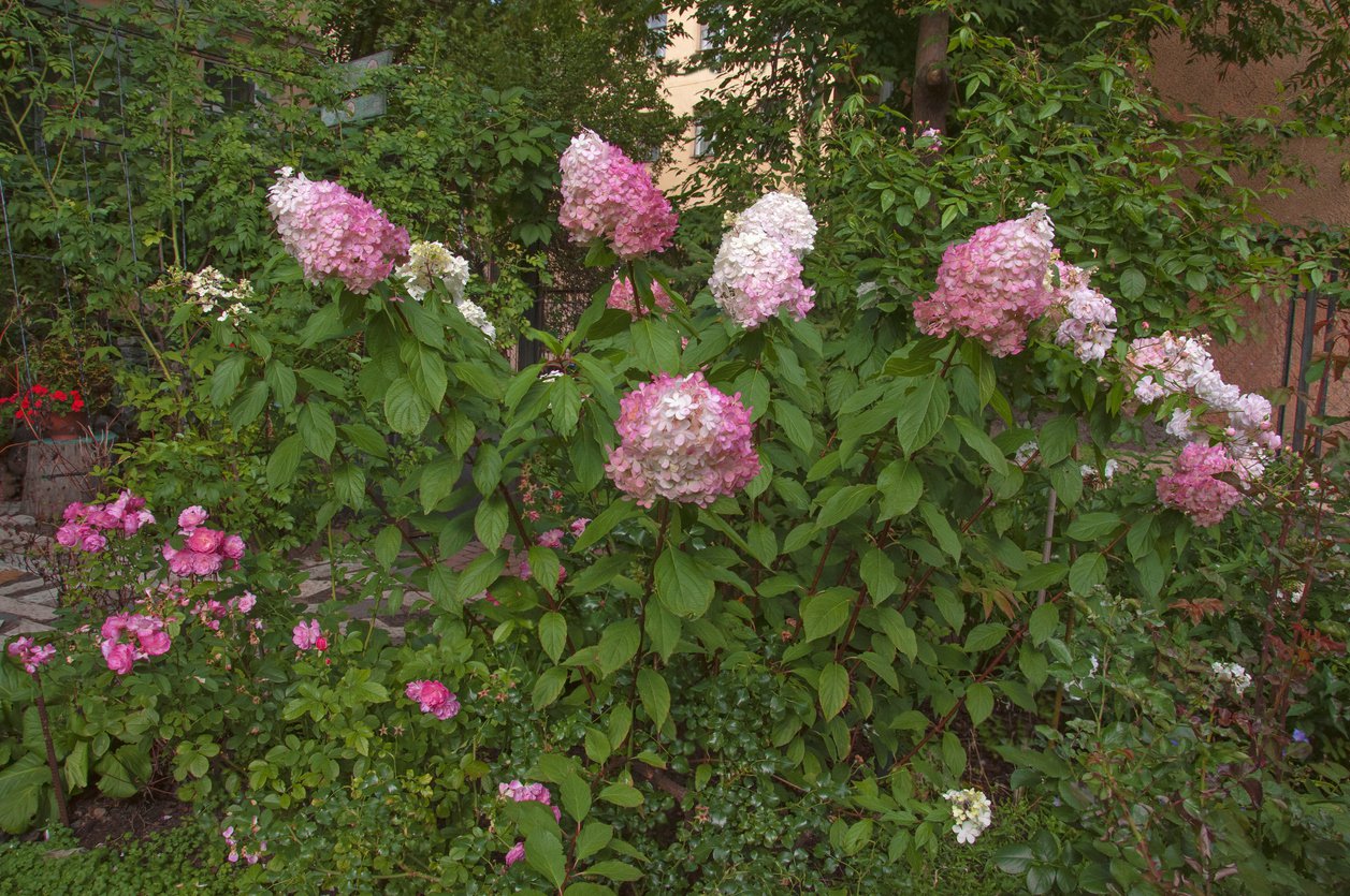 Hortensja miniaturowa SUNDAE FRAISE - 3