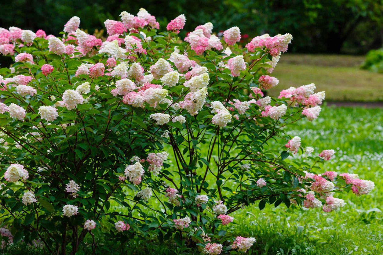 Hortensja miniaturowa SUNDAE FRAISE - 2