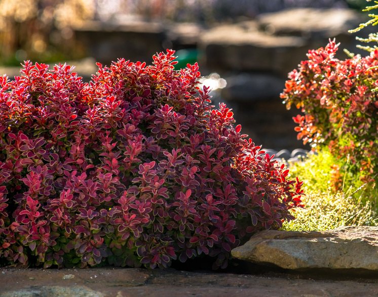 Berberys Thunberga ATROPURPUREA NANA - 2