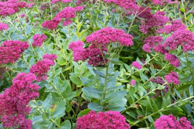 Rozchodnik ogrodowy HERBSTFREUDE