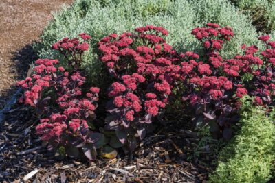 Rozchodnik wielki XENOX