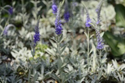 Przetacznik kłosowy SIWY