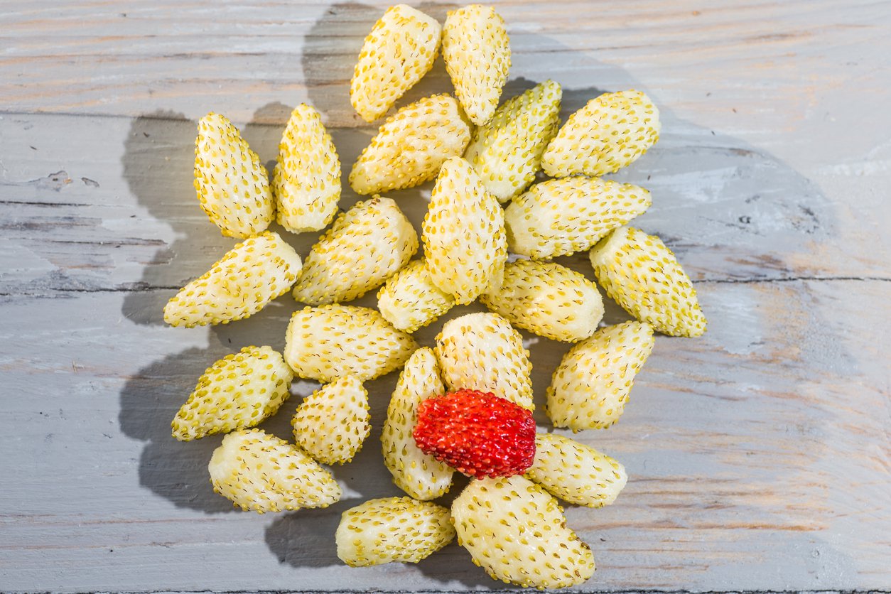 Poziomka żółta YELLOW WONDER