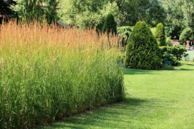 Trawa ozdobna PROSO HANSE HERMS