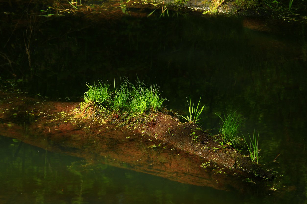 Trawa ŚMIAŁEK DARNIOWY - 3