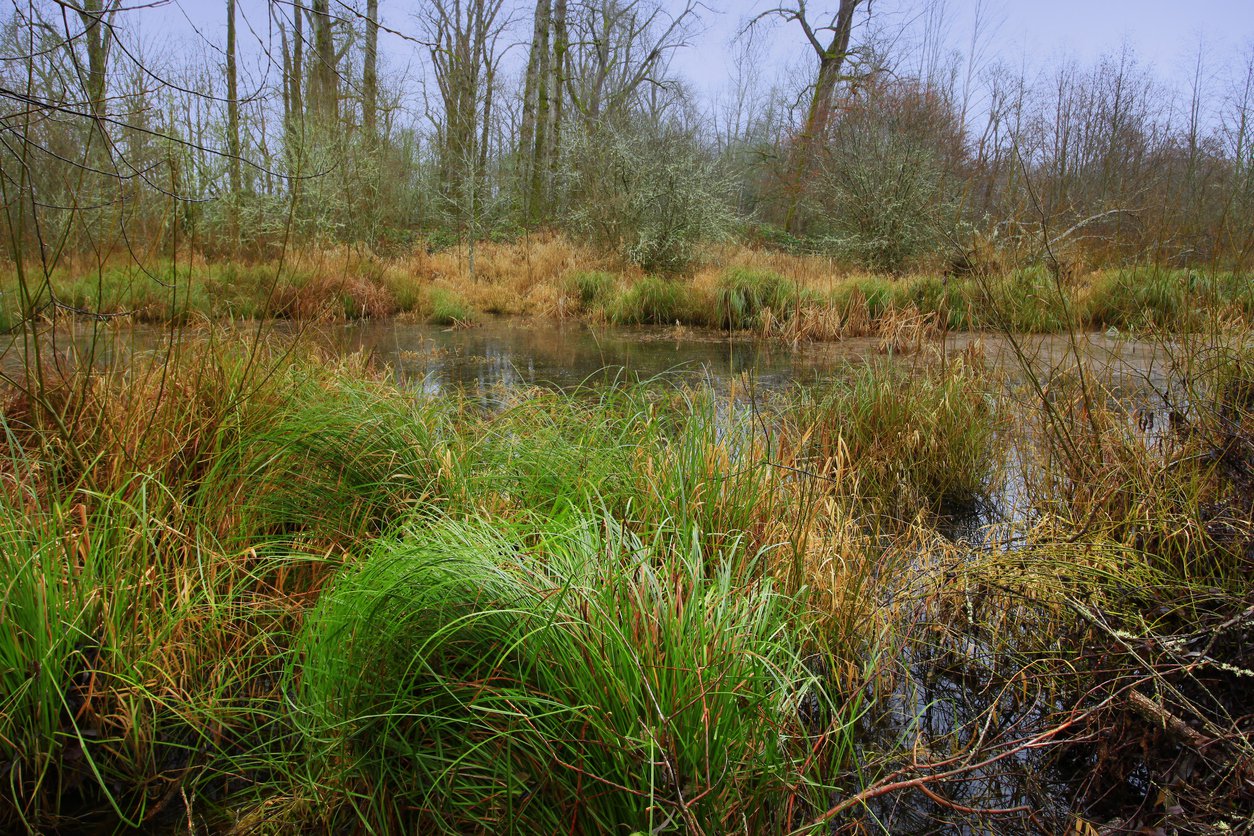 Trawa ŚMIAŁEK DARNIOWY - 2