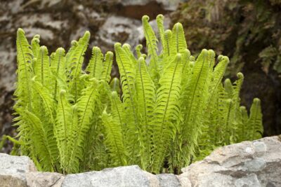 Paproć PIÓROPUSZNIK STRUSI