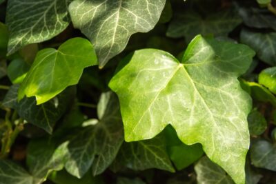 Bluszcz pospolity WONDER