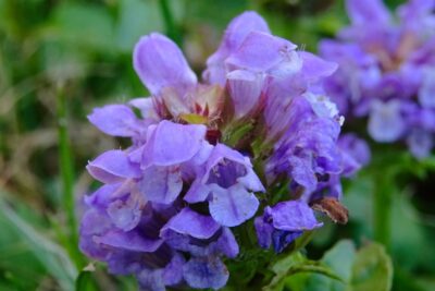 Głowienka WIELKOKWIATOWA Bella Violet Shade