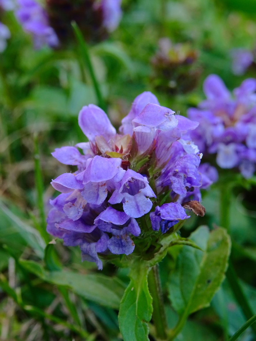 Głowienka WIELKOKWIATOWA Bella Violet Shade