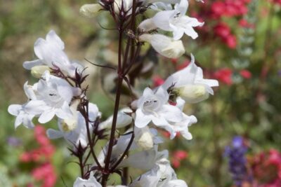 PENSTEMON palczasty HUSKER RED