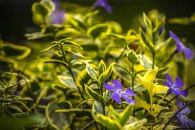 Barwinek pospolisty BLUE AND GOLD