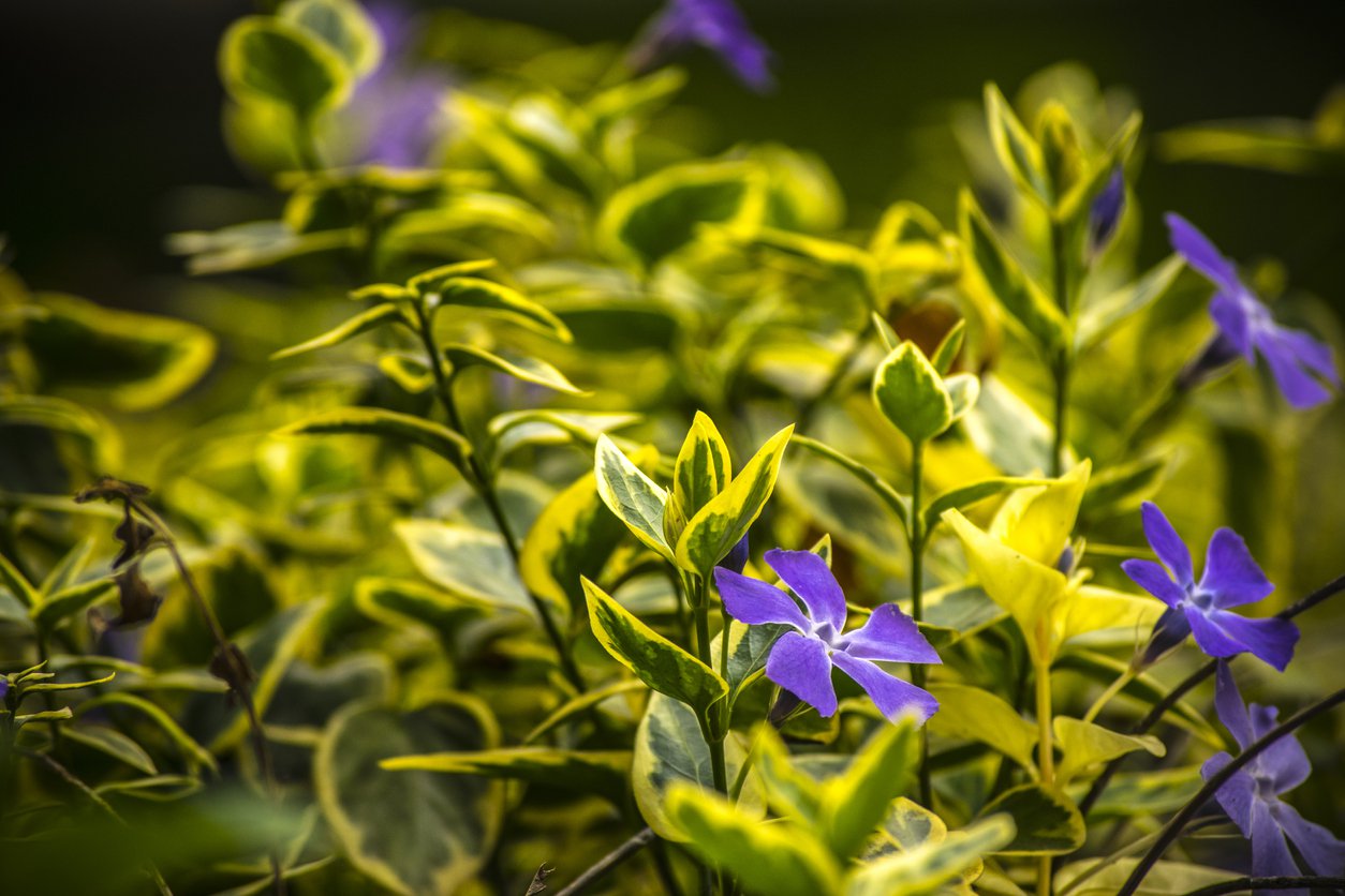 Barwinek pospolisty BLUE AND GOLD