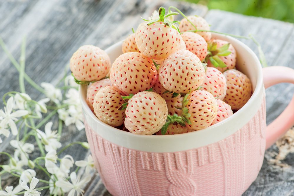 Truskawka ANANASOWA biała PINEBERRY - 2