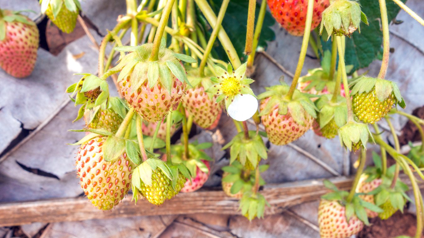 Truskawka ANANASOWA biała PINEBERRY - 3