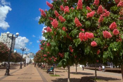 Kasztanowiec czerwony BRIOTTI 150cm