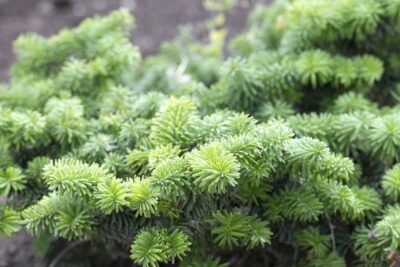 JODŁA balsamiczna NANA