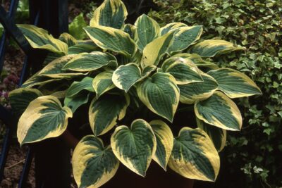 Funkia Hosta WIDE BRIM