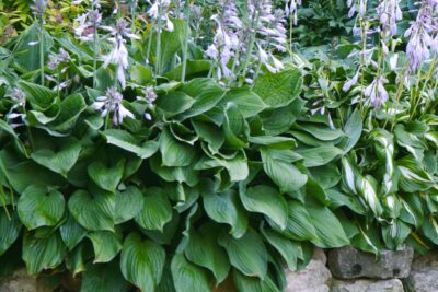 Funkia Hosta SUM AND SUBSTANCE