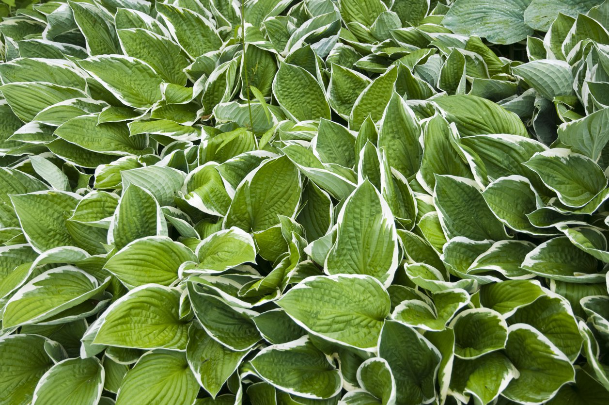 Funkia Hosta SO SWEET - 2