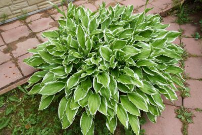 Funkia Hosta SO SWEET
