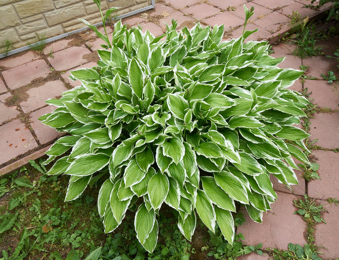 Funkia Hosta SO SWEET