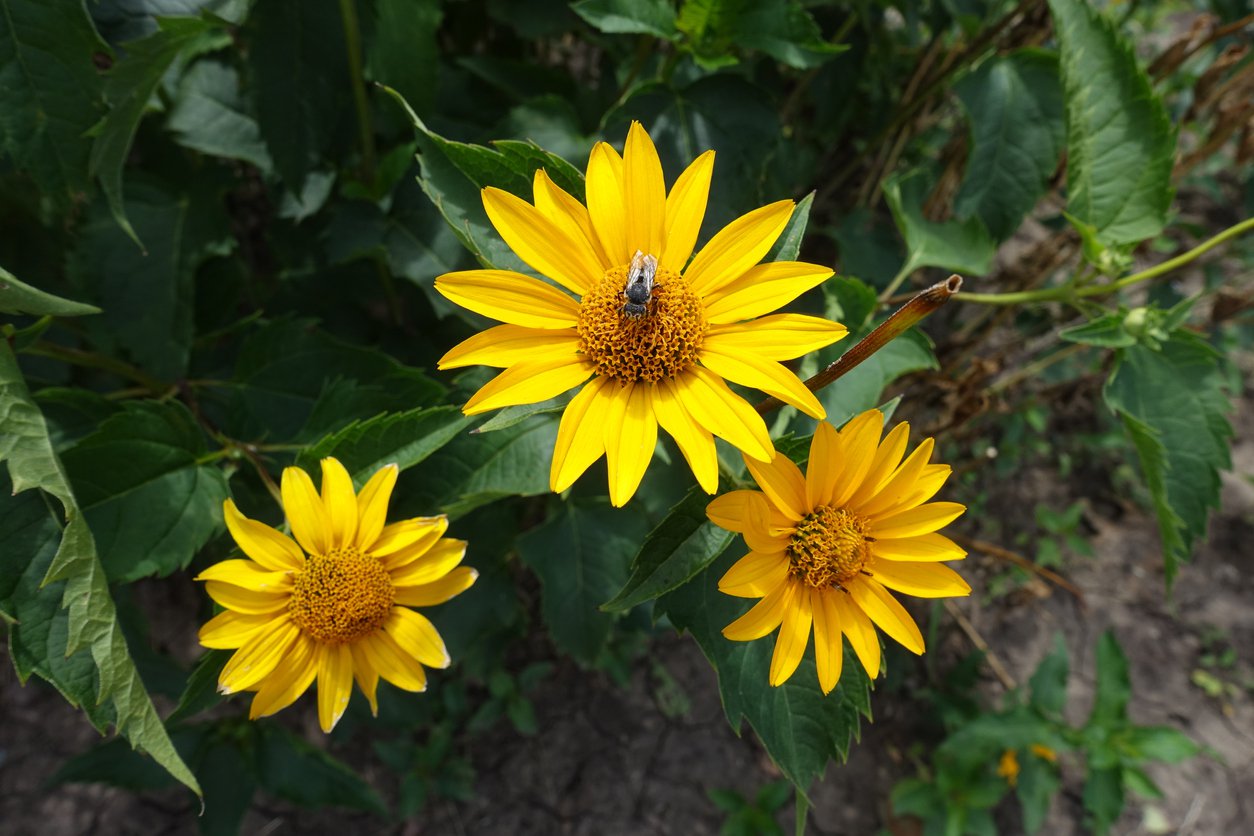 SŁONECZNIK Double Whammy