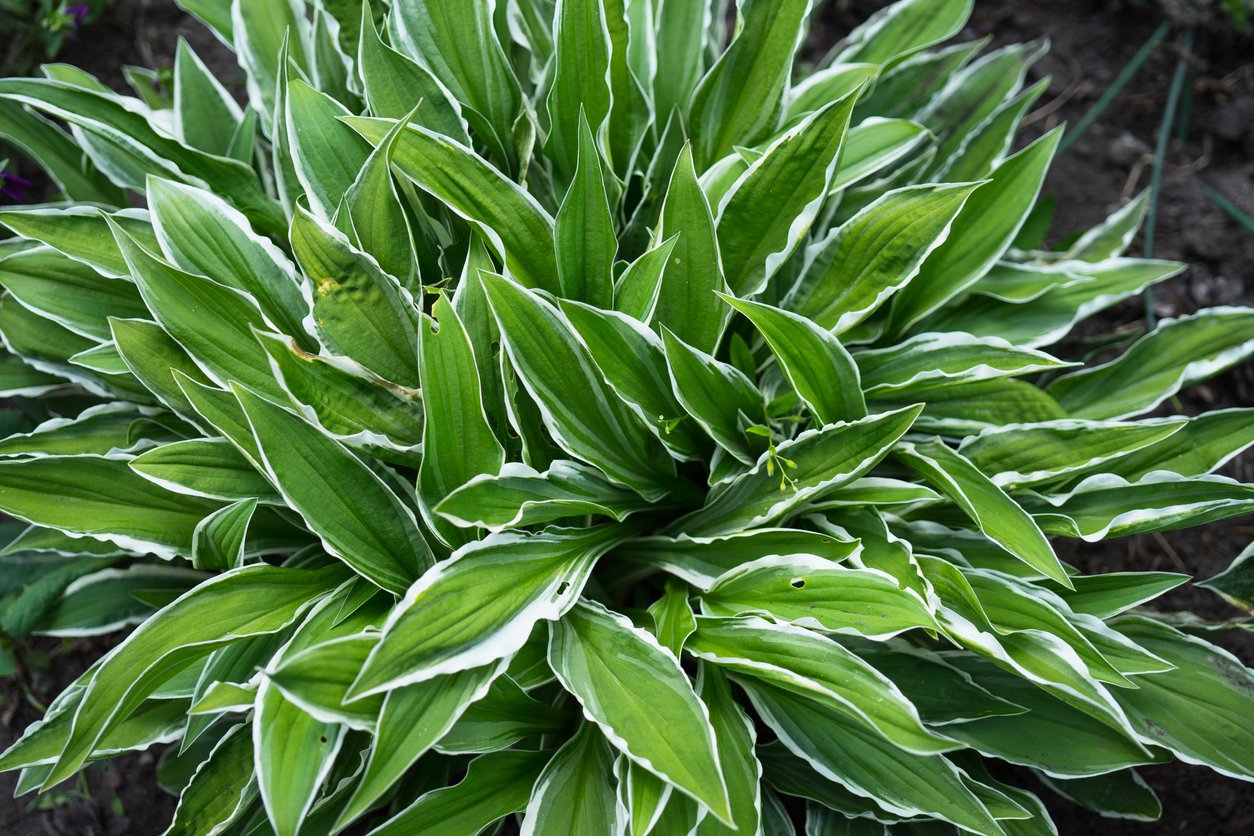 Funkia Hosta STILETTO