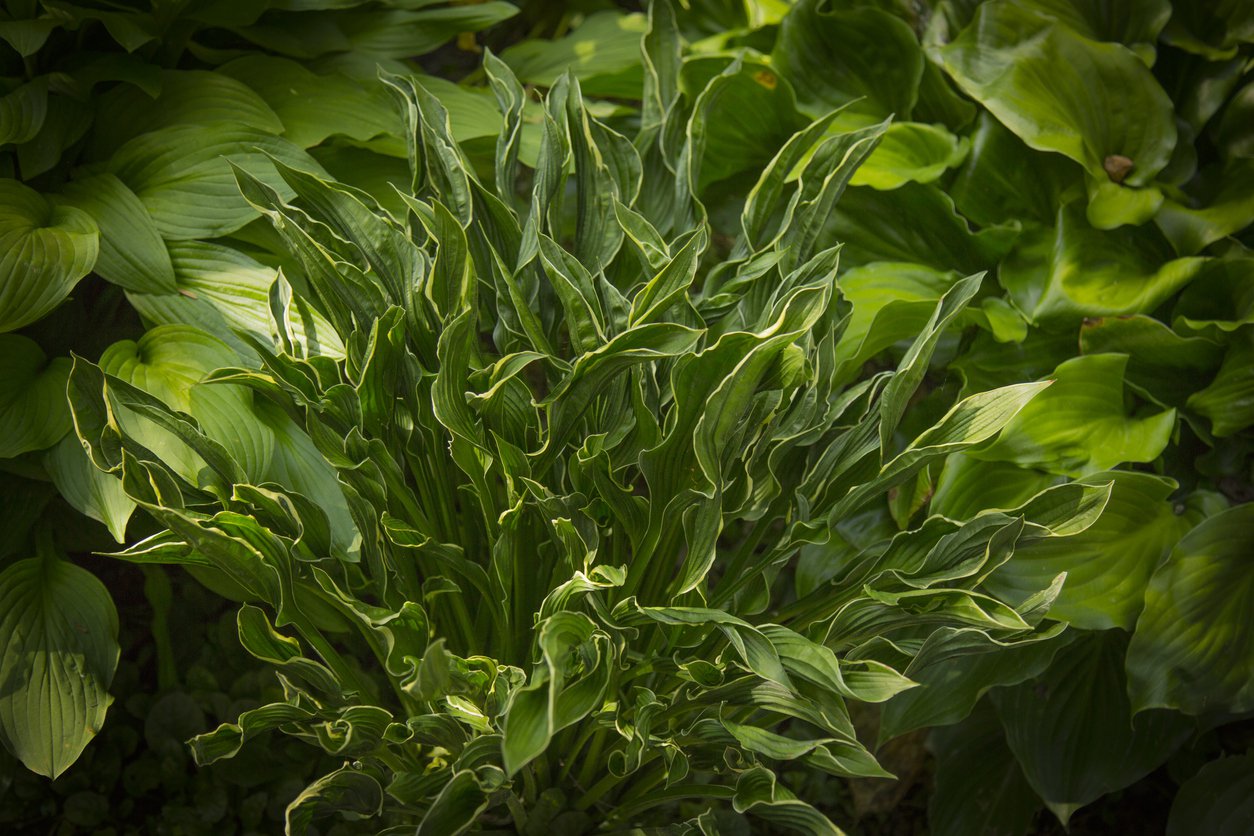 Funkia Hosta STILETTO - 3