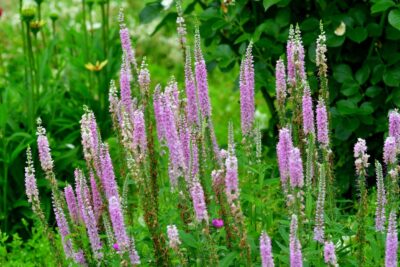 Przetacznik First Choice