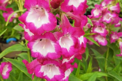 Penstemon meksykański MAGENTA