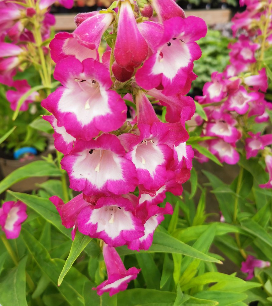 Penstemon meksykański MAGENTA