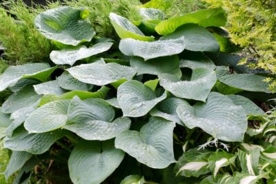 Funkia Hosta SIEBOLDIANA ELEGANS doniczka