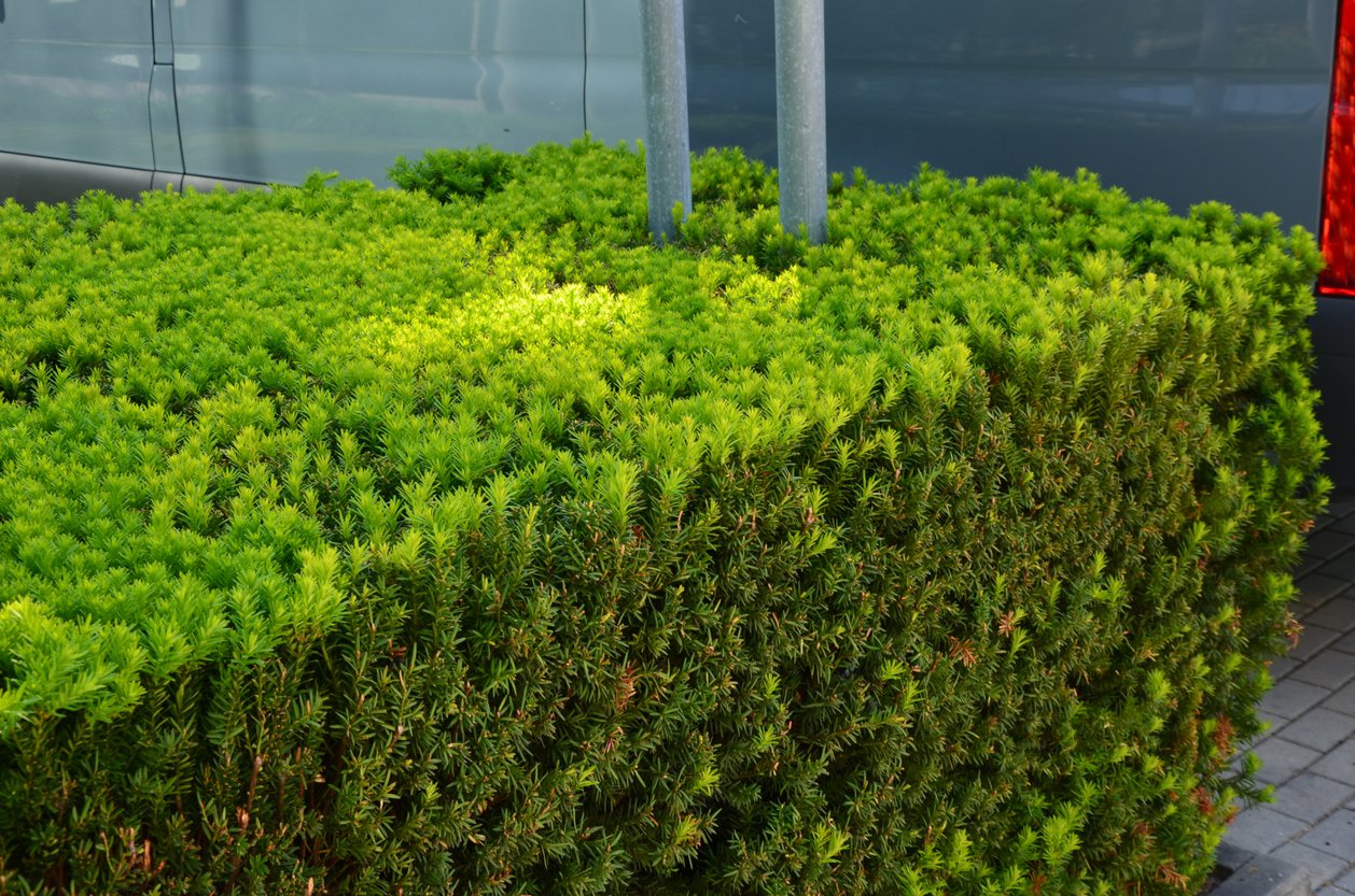 Cis pośredni TYMON - 2