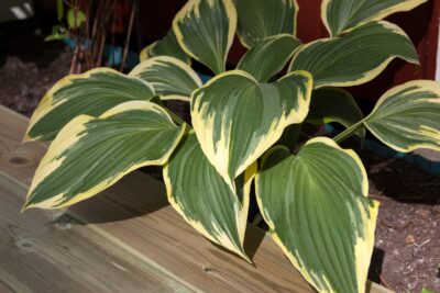 Funkia Hosta QUEEN JOSEPHINE