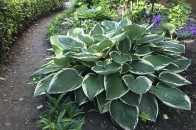 Funkia Hosta PATRIOT