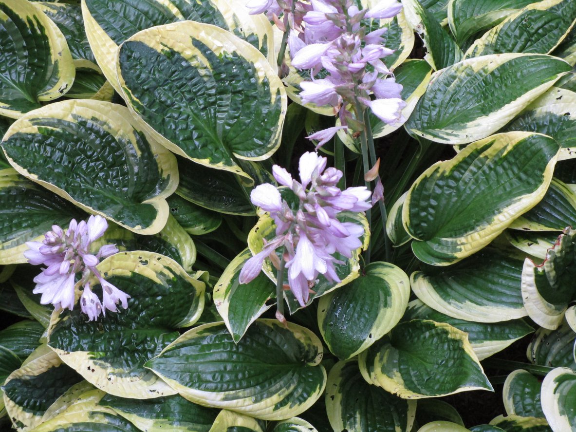Funkia Hosta MINUTEMAN