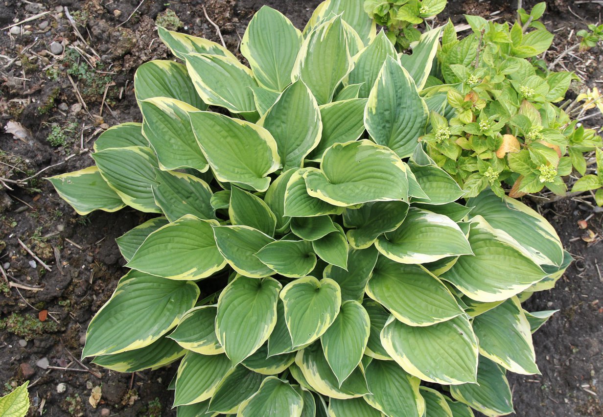 Funkia Hosta MEMORIES OF DOROTHY