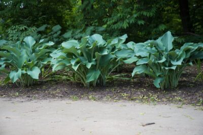 Funkia Hosta KROSSA REGAL