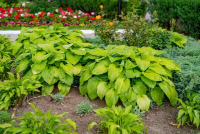 Funkia Hosta GOLDEN WAFFLES