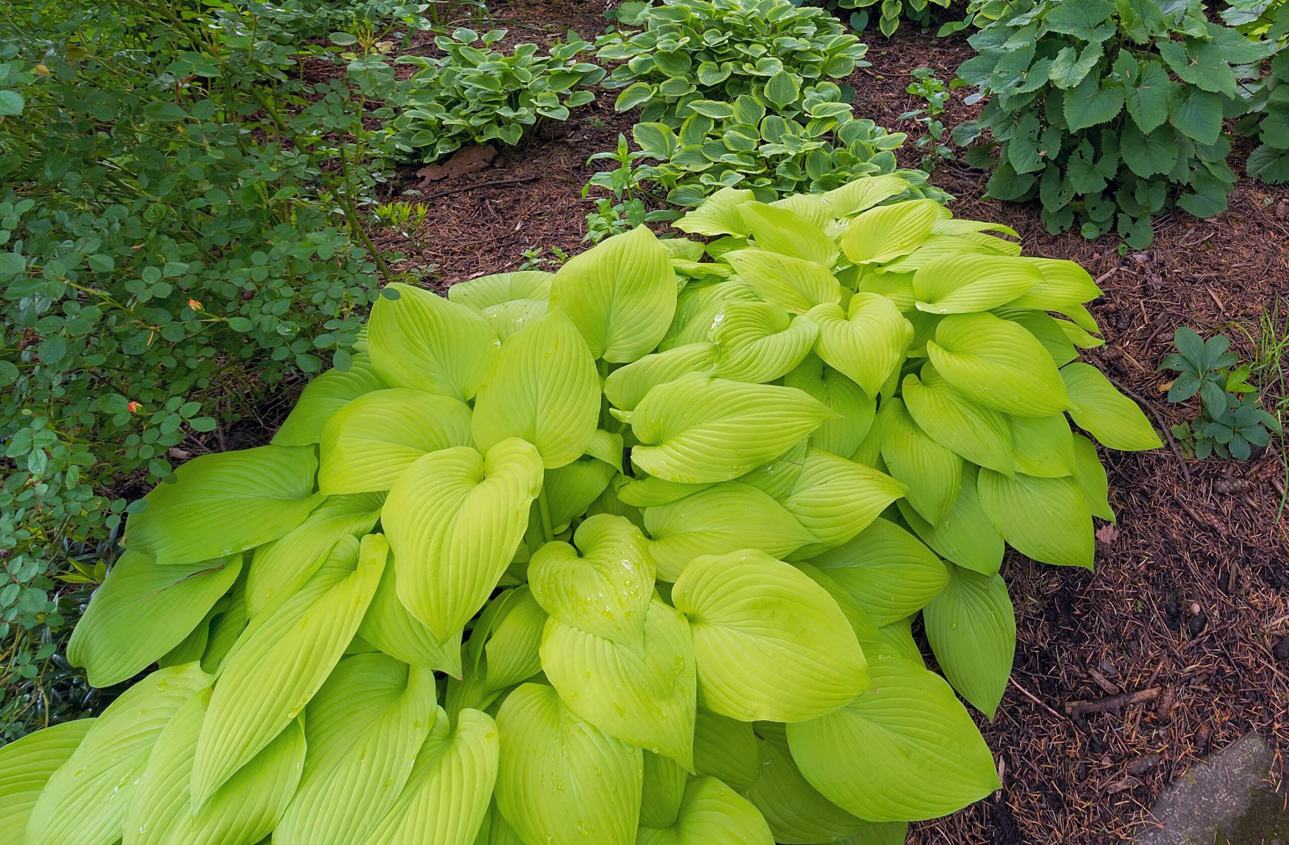 Funkia Hosta GOLDEN WAFFLES - 3