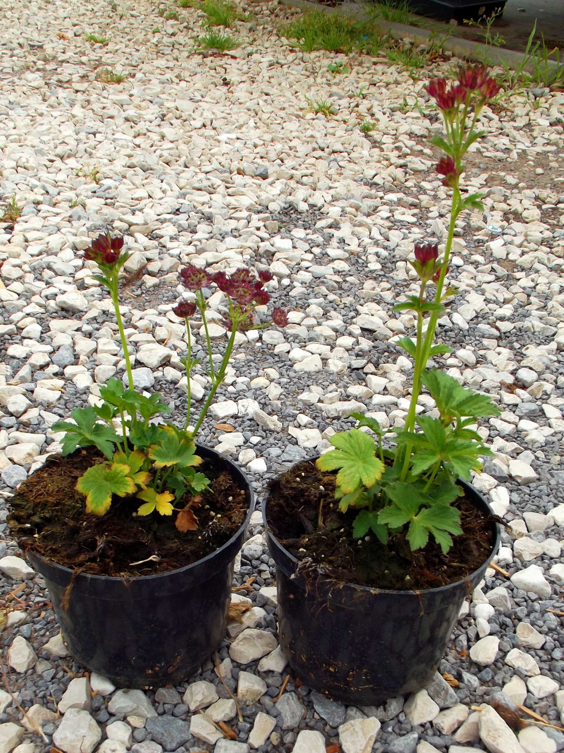 Jarzmianka MOULIN ROUGE - 2