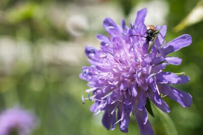 Driakiew VIVID VIOLET